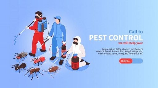 Best Cockroach Control in Chennai.jpg